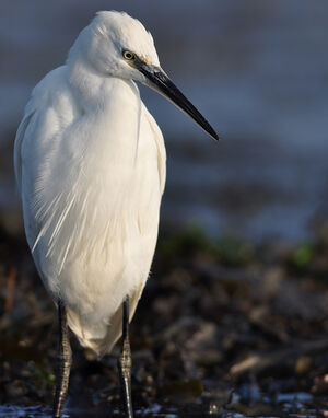 Aigrette garzette