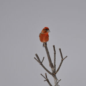 Red Crossbill