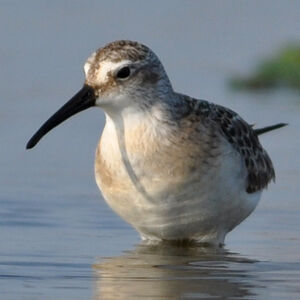 Curlew Sandpiper 
&copy; Corentin Morvan