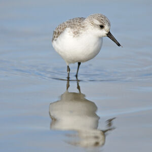 Bécasseau sanderling