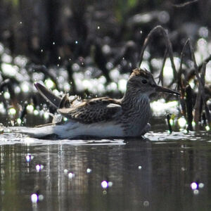 Pectoral Sandpiper 
&copy; Corentin Morvan