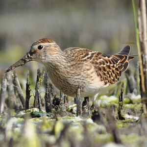 Pectoral Sandpiper 
&copy; Corentin Morvan