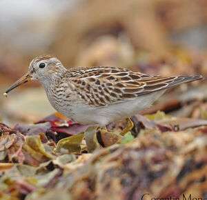 Pectoral Sandpiper 
&copy; Corentin Morvan