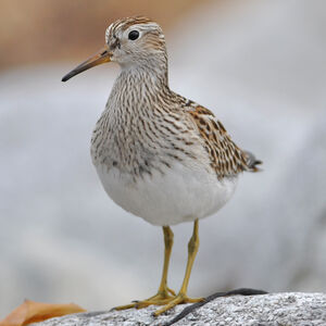 Pectoral Sandpiper 
&copy; Corentin Morvan