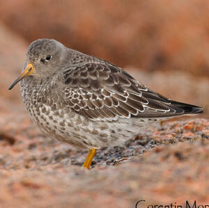 Purple Sandpiper