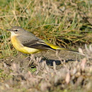 Grey Wagtail 
&copy; Corentin Morvan