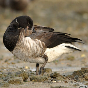 Brant Goose