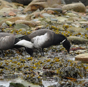 Black Brant