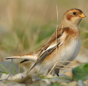Snow Bunting