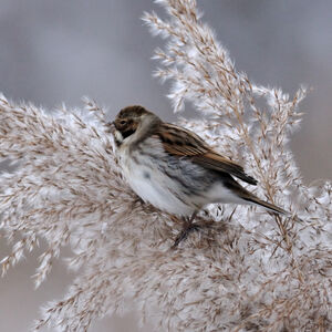 Common Reed Bunting 
&copy; Corentin Morvan