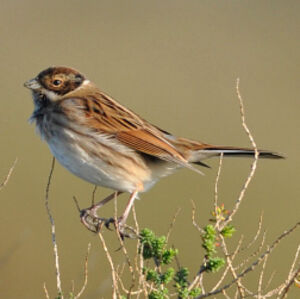 Common Reed Bunting 
&copy; Corentin Morvan