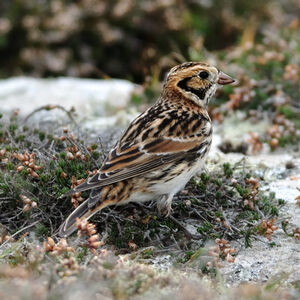Lapland Longspur