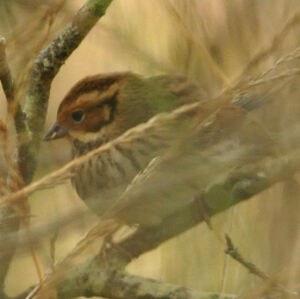 Little Bunting