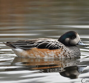Chiloe Wigeon