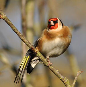 European Goldfinch