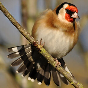 European Goldfinch