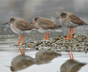 Common Redshank