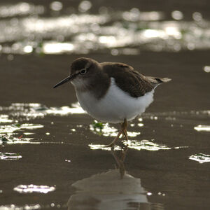 Common Sandpiper