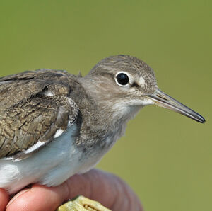 Common Sandpiper