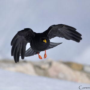 Chocard � bec jaune 
&copy; Corentin Morvan