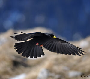 Chocard � bec jaune 
&copy; Corentin Morvan
