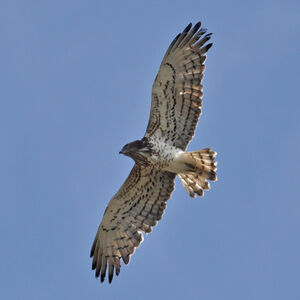 Short-toed Snake Eagle