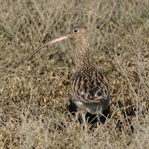 Eurasian Curlew 
&copy; Corentin Morvan