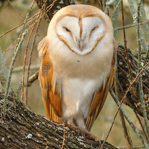Western Barn Owl