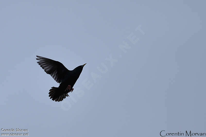 Spotless Starling, Flight
