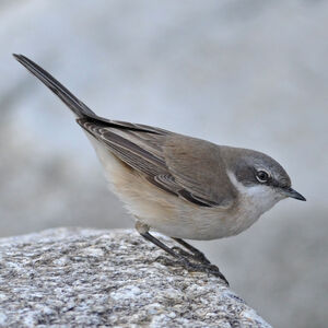 Lesser Whitethroat 
&copy; Corentin Morvan