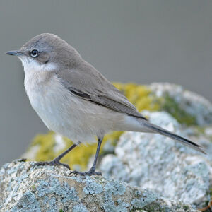 Lesser Whitethroat 
&copy; Corentin Morvan