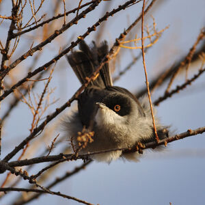 Sardinian Warbler 
&copy; Corentin Morvan