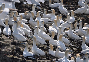 Northern Gannet 
&copy; Corentin Morvan
