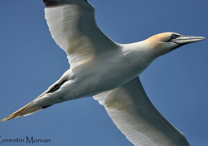 Northern Gannet 
&copy; Corentin Morvan