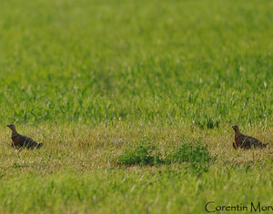 Pin-tailed Sandgrouse