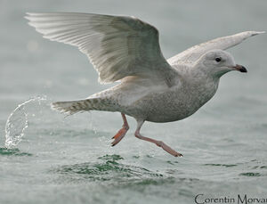 Iceland Gull 
&copy; Corentin Morvan
