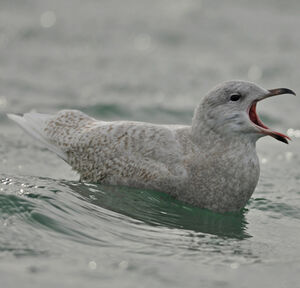 Iceland Gull 
&copy; Corentin Morvan