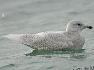 Iceland Gull 
&copy; Corentin Morvan