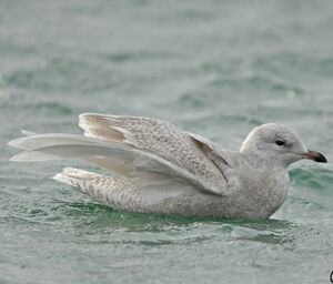 Iceland Gull 
&copy; Corentin Morvan