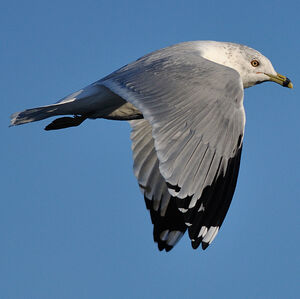 Ring-billed Gull