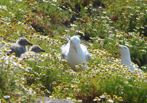 European Herring Gull