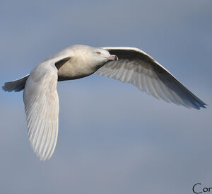 Glaucous Gull
