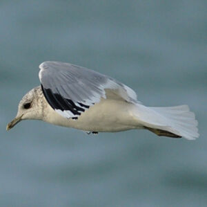 Mew Gull
