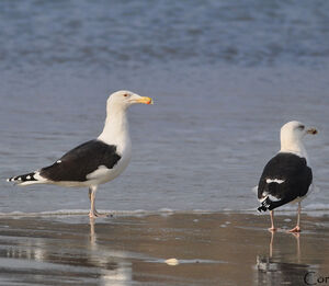 Great Black-backed Gull