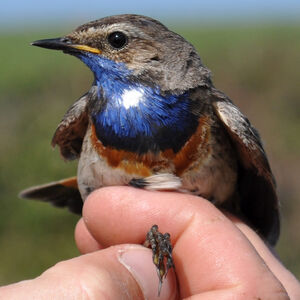 Bluethroat 
&copy; Corentin Morvan