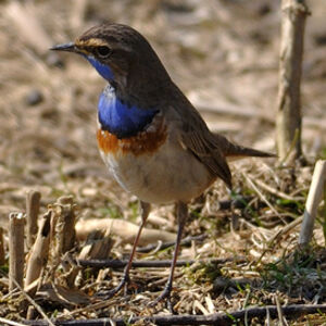 Bluethroat 
&copy; Corentin Morvan