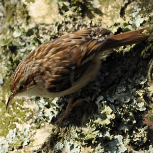 Short-toed Treecreeper 
&copy; Corentin Morvan