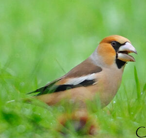 Hawfinch