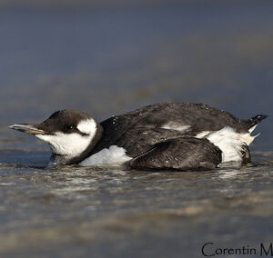 Guillemot de Tro�l