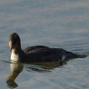 Red-breasted Merganser